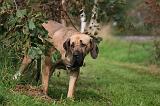 FILA BRASILEIRO 018